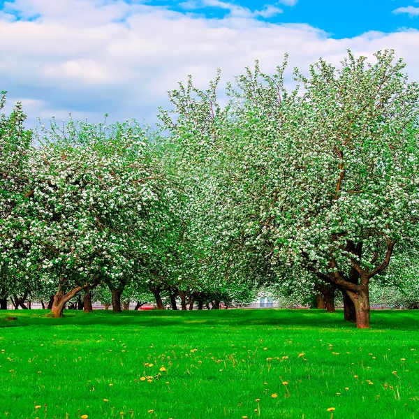 りんごの木の白い花 — ストック写真