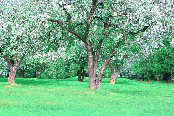 Fehér virág almafák — Stock Fotó