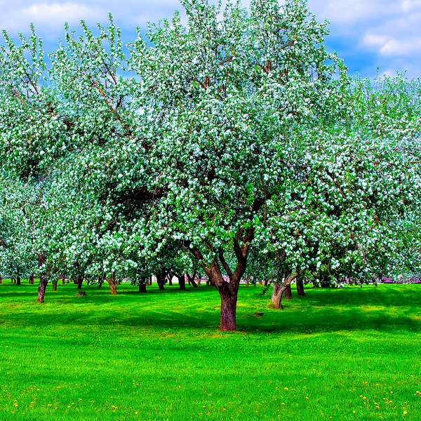 Weiße Blüte der Apfelbäume — Stockfoto