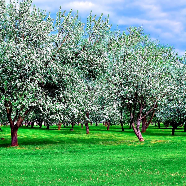 stock image White blossom of apple trees