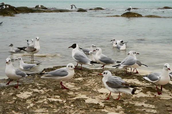 stock image Seagulls.