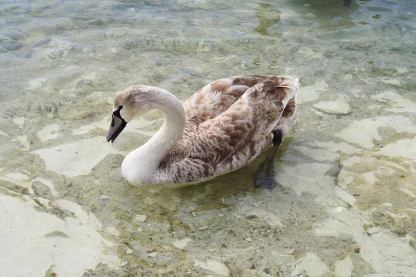 Swans. — Stock Photo, Image