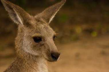 Kangaroo portrait