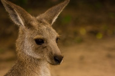 Kangaroo portrait clipart