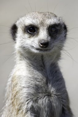 Meercat clipart