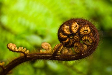 Tree fern shoot clipart