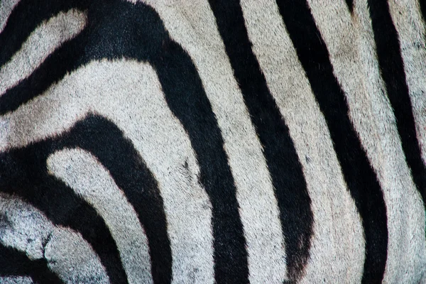 斑马条纹 — 图库照片