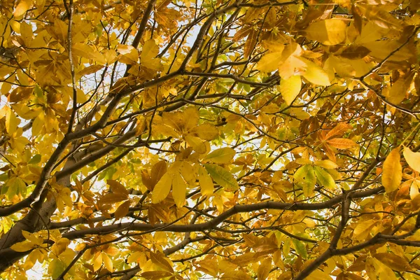 stock image Autmn leaves