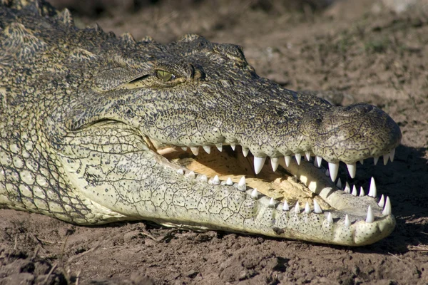 Улыбка крокодила — стоковое фото