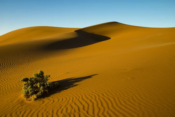 Cespuglio del deserto — Foto Stock