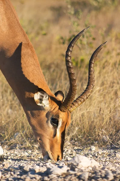 Wypas impala — Zdjęcie stockowe