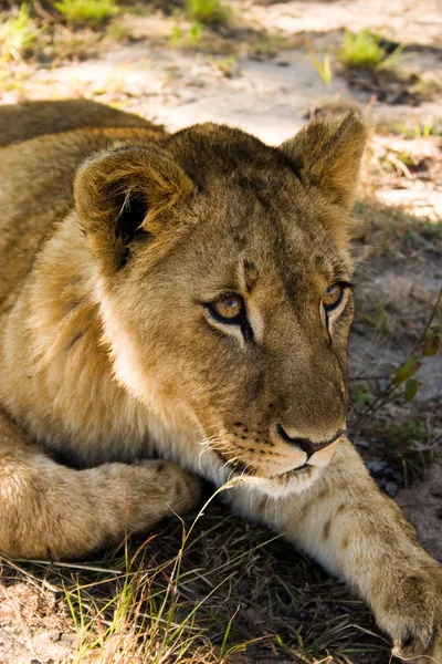 Leeuw cub stalking — Stockfoto
