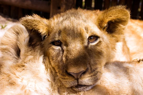 狮子 cub 肖像 — 图库照片