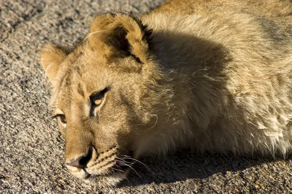 Odpoczynku lion — Zdjęcie stockowe