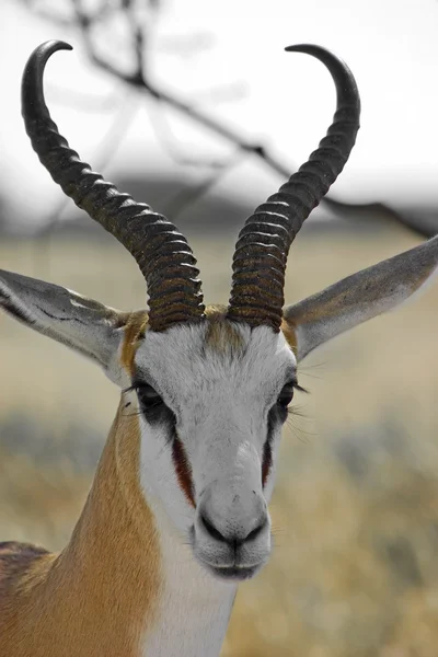 Springbok — Photo