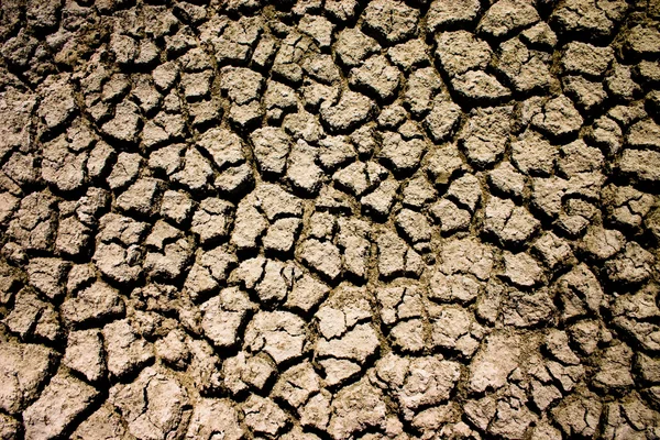 Sequía de verano — Foto de Stock