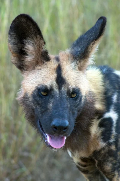 Cão selvagem africano — Fotografia de Stock