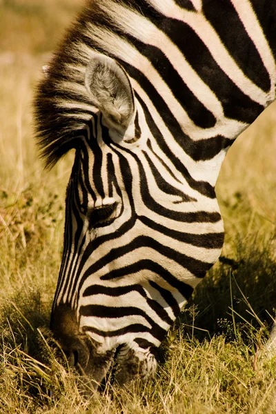 Zebra enrugada — Fotografia de Stock