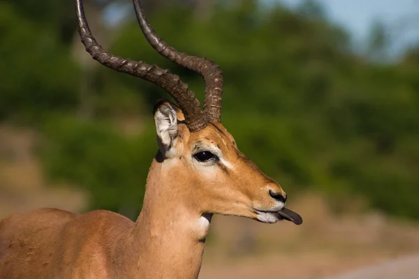 Fräcka impala — Stockfoto