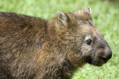 Wombat