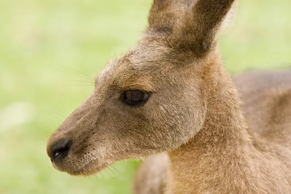 stock image Kangaroo