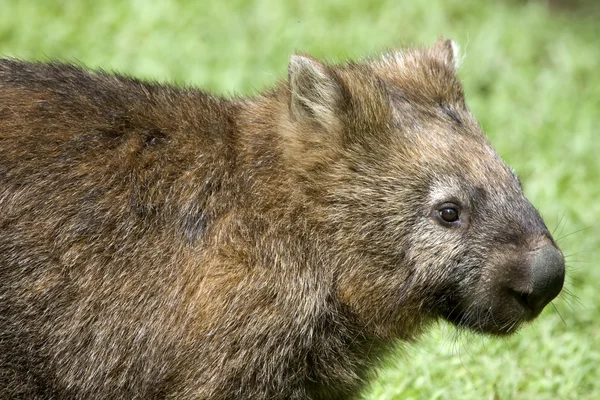 Wombat — Foto de Stock