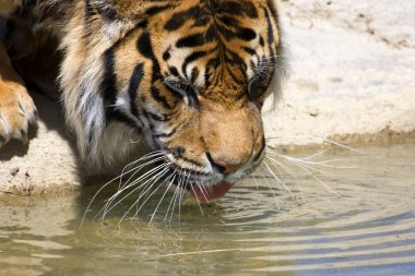 Drinking Tiger clipart