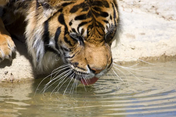 Tigre bebedor —  Fotos de Stock