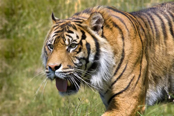 Tigre caça — Fotografia de Stock