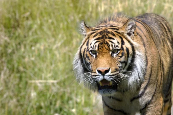 Stalking เสือ — ภาพถ่ายสต็อก