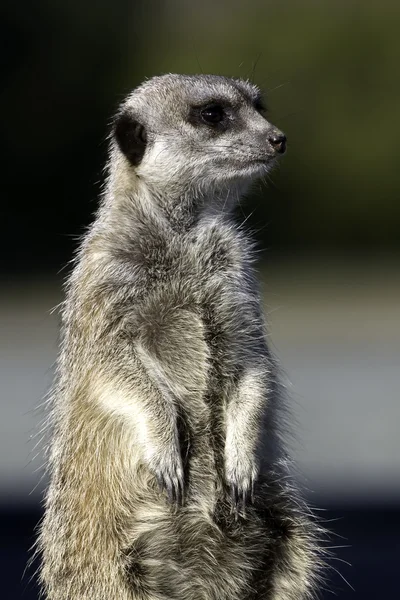 Stojący meercat — Zdjęcie stockowe