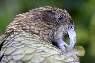 Kea