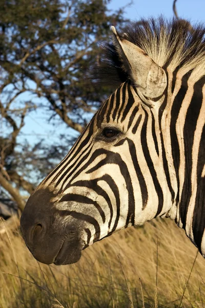 Голова зебры — стоковое фото