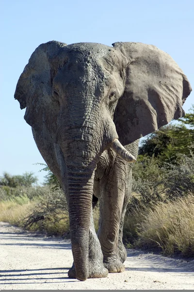 Gros éléphant taureau couvert de boue — Photo