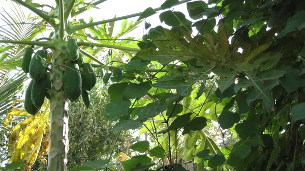 Groene natuur met inbegrip van papaja boom Stockfoto