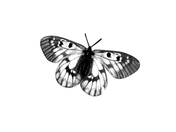 Butterfly — Stock Photo, Image