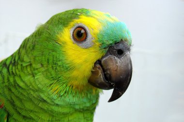 Parrot clipart