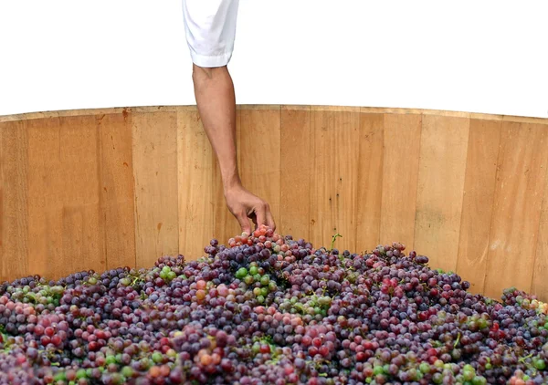 Рука тримає виноград — стокове фото