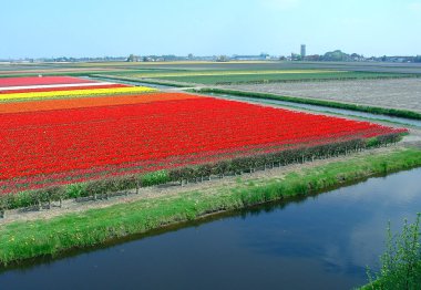 kızı Hollandalı Lale alan