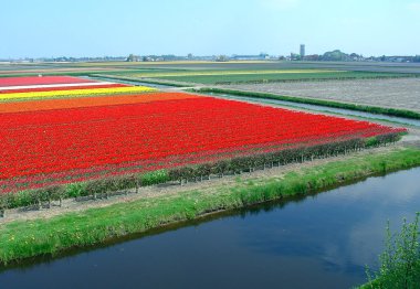 Beaultiful Dutch tulip field clipart