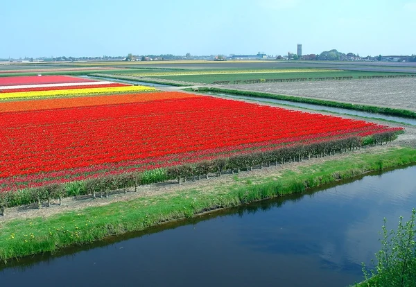 stock image Beaultiful Dutch tulip field