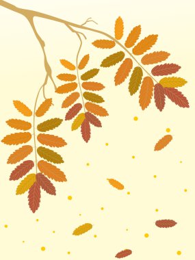 Autumn tree branch, illustration clipart