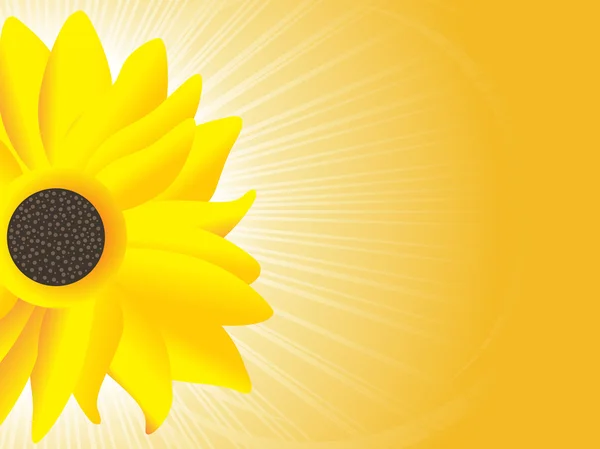 Hintergrund mit Sonnenblume — Stockvektor