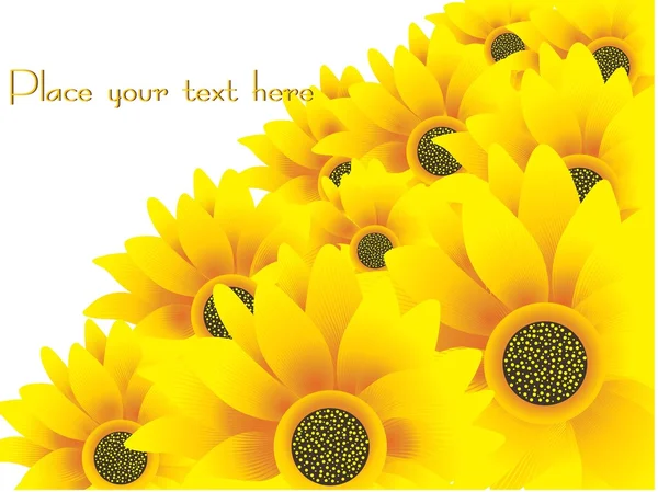 Beautiful sunflowers yellow vector — Stock Vector