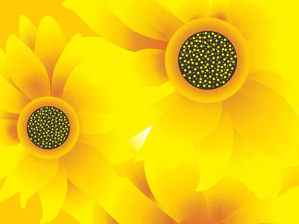 Nahaufnahme von Sonnenblumen, Vektor — Stockvektor