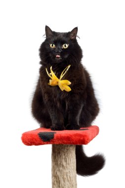 Black cat wearing yellow bow isolated clipart