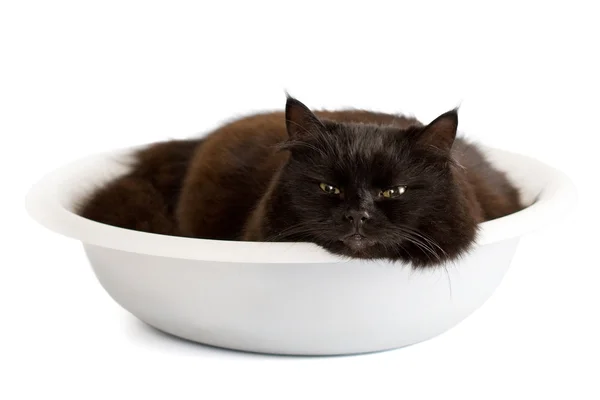 Gato preto em uma bacia isolada — Fotografia de Stock