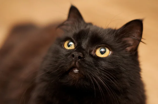 Gato preto olhando para cima — Fotografia de Stock