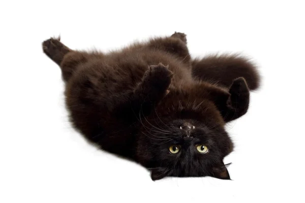 Černá kočka leží na něm — Stock fotografie