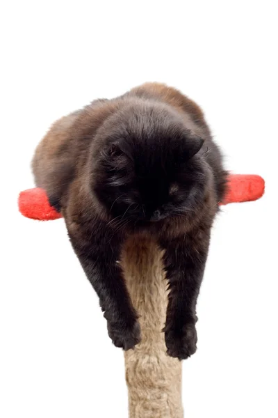 Müde schwarze Katze — Stockfoto